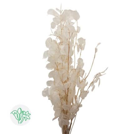 Dried Lunaria Natural holex