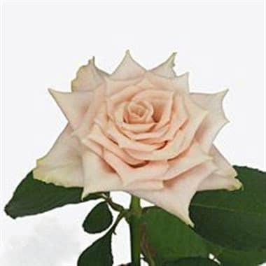 Rose Sandy 40cm rfi