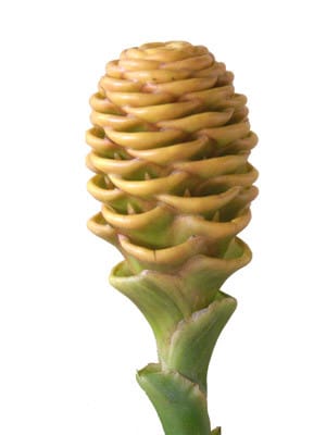 Maracas Yell p&f(stem)