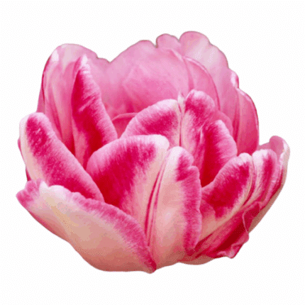 Tulip Double Foxtrot holl super