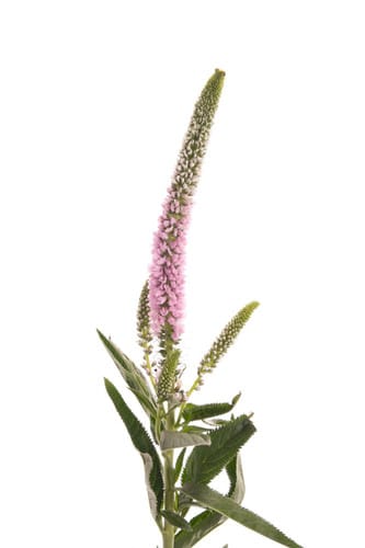 Veroncia Pink sande