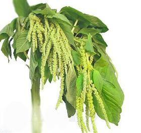 Amaranthus Green Hang bellaflo