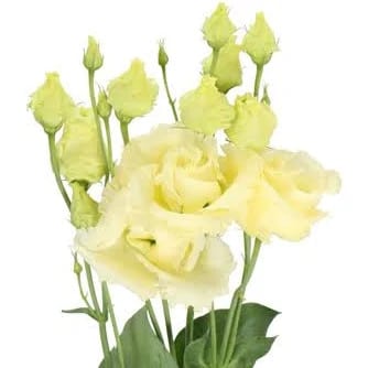 Lissy Yellow rio supsel