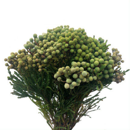 Berzillia Abratanoides holex