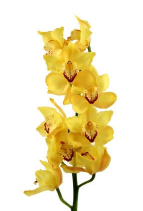 Cymbidium Yellow(stm)by