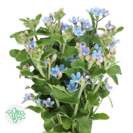 Tweedia Blue holl