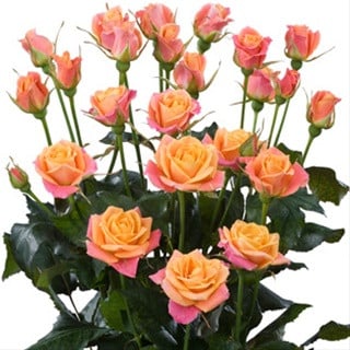 RoseSpray Sonora rprima