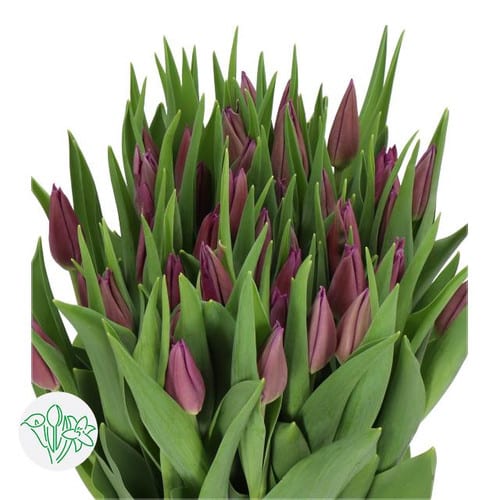 ed232808-eb62-4bd6-a403-6d47895b93e2.jpg Tulip Purple Valley holl - Image 1