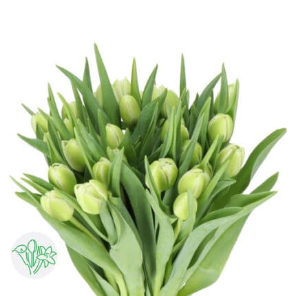 Tulip Double Cream Wht holl