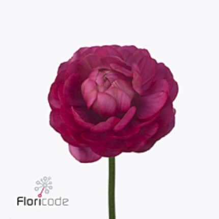 Ranunculus DeepRose holl