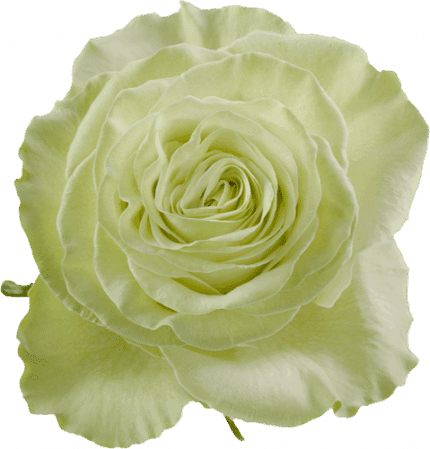 Rose Wasabi 70cm rprima