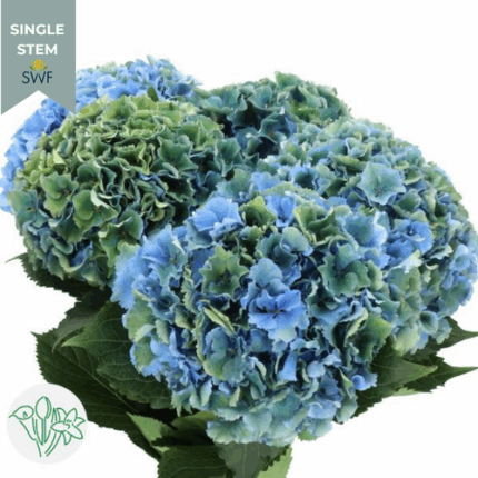Hydrangea  Royal Parade holl(S