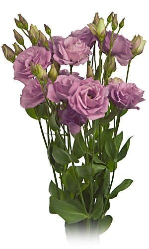 Lisianthus Mauve can.