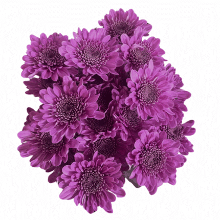 Pom Novelty Spray Pink Insigne rio