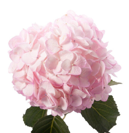 Hydrangea Blush fresca(Stem)