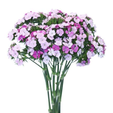 Dianthus Amazon Lavender bella