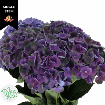 Hydrangea Charlotte Purple hol