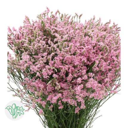 Limonium Sin Prin Diamond holl