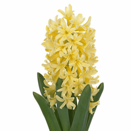 Hyacinth YellowQueen holl