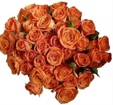 RoseSpray OrgBabe mia