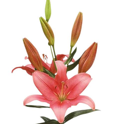 edbc30b6-1567-4515-b362-d29497764aa3.png Lily La Indian Summerset holex - Image 1