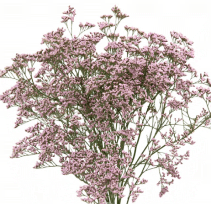 Limonium Pink fresca