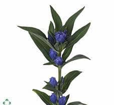 GENTIANA blue holl