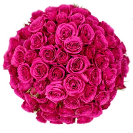 RoseSpray Purple Irishka sunrite