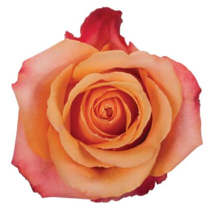Rose Taxo 60cm wely