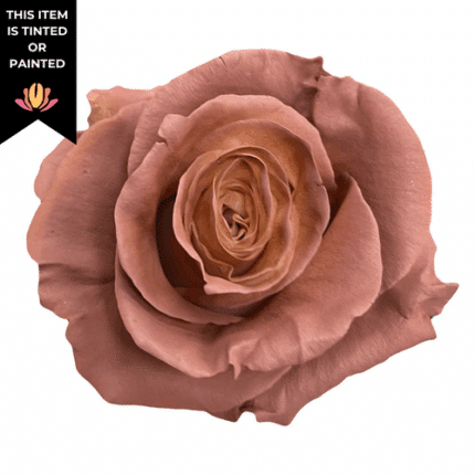 Rose Cappuccino Tinted 60cm rio