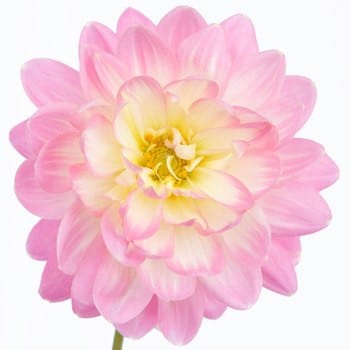Dahlia LtPk cramer