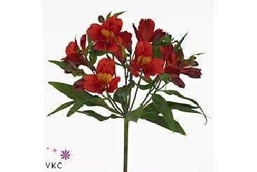Alstro Charmelia Red much
