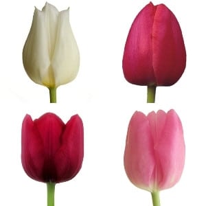 Tulip Mom'sDay Mix(24case)vd