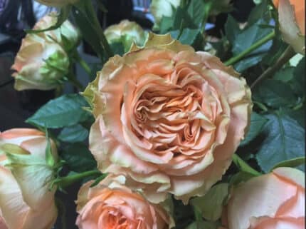 Rose CountryHome 40cm holex