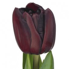 Tulip Dbl Black Magic holl