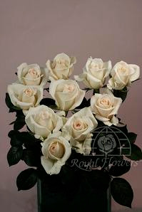 ANDEAN crystal 40 rfi