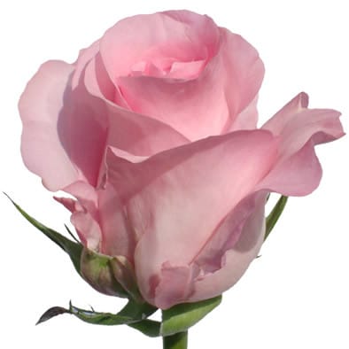Rose BlushingAkito 50cm ecuanr