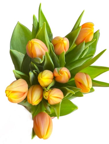 Tulip Apricot holl