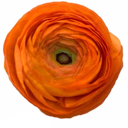 Ranunculus Orange chile.