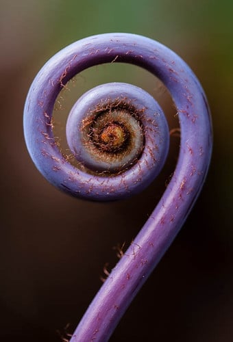 FernFrond Purple(stm)