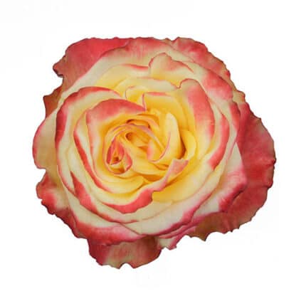 Rose High&Yellow Flame 40cm ec