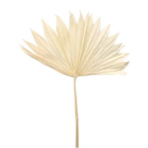 ee969bdf-4c43-425d-b5bb-9c7220976214.jpg Palmetto Bleached Dried holex(5st) - Image 1