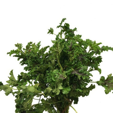 Geranium Chocolate camflor