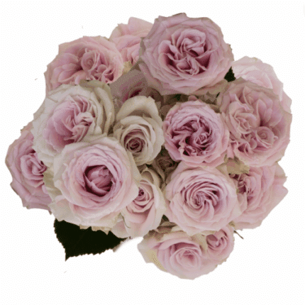 RoseSpray Blush Jewel tessa