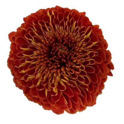 Mum Disbud Cronos Bronze conti