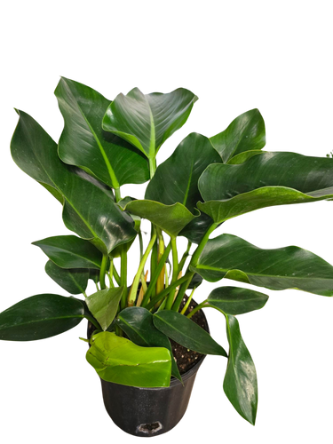 8" Philo Green Congo