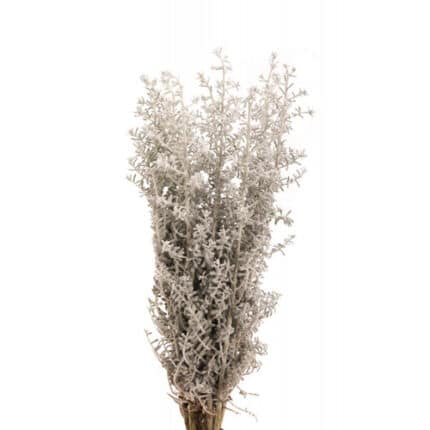 Kochia  holl