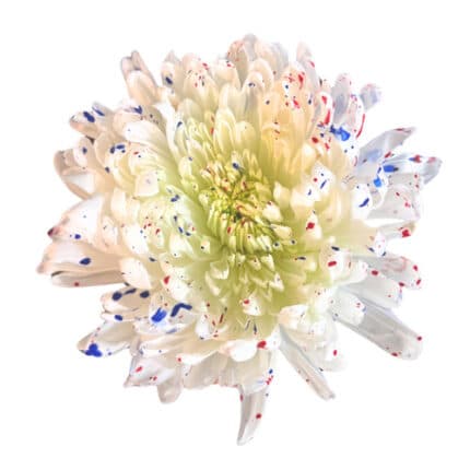Mum Disbud Magnum Patriotic fr
