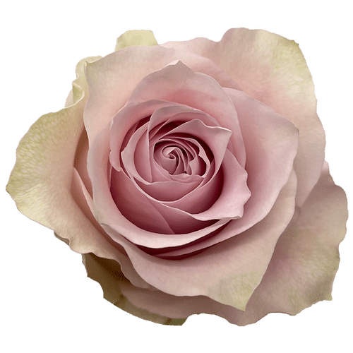 eeb4cad6-87cc-4e9f-8758-de284cae5fea.png Rose Remembrance 40cm florecal - Image 2