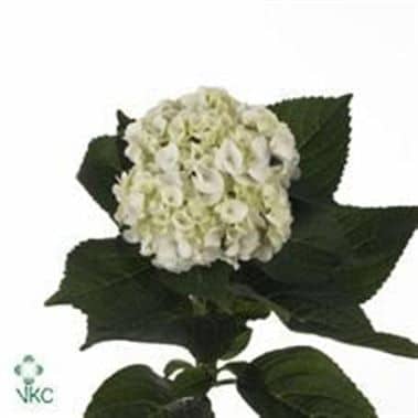 Hydrangea GreenPearl sunshine(st